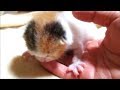 子猫赤ちゃん保護　体重が増えないはなちゃんについて