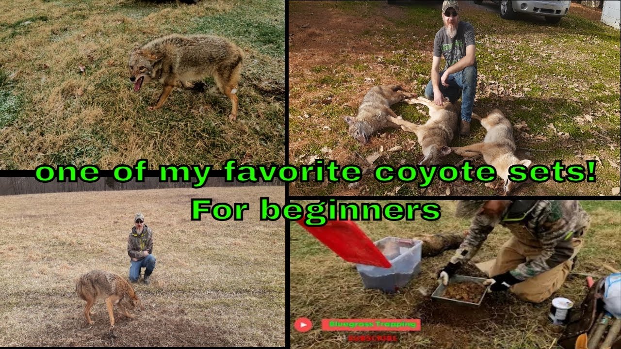 HOW TO CATCH COYOTES, For Beginner Trappers! This is one of my favorite