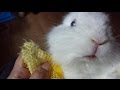 ウサギの爪切り