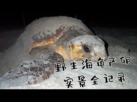 澳洲生活 野生大海龟陆地产卵bundaberg Turtle Tour 超级详细的订票和活动内容介绍 第一视角全面展示了野生海龟产卵的全过程