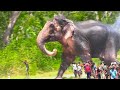 🔴 Unbelievable Most Extreme Elephant Rescue Compilation 2021