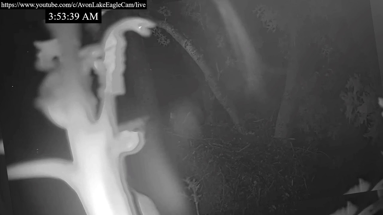 Avon Lake Eagle Cam 2