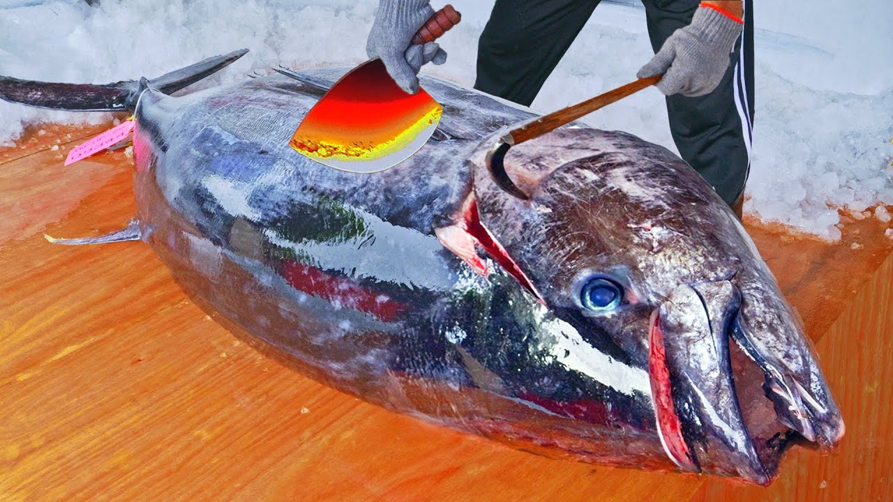 Sharpest Tuna Knife Making,Giant Bluefin Tuna Cutting Master/最銳利鮪魚刀！巨大黑鮪魚切割技巧, 黑鮪魚大腹, 烤黑鮪魚雞腿/彭家水產