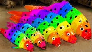 Stop Motion ASMR - Crocodile and catfish hunting Colorful Koi fish and rainbow carp