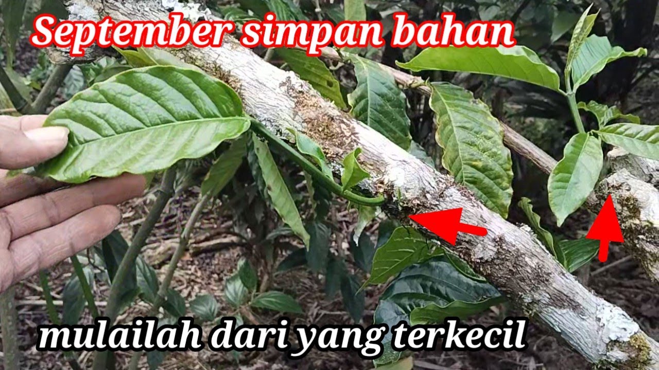 NUNAS/MIWIL LANGSUNG SIMPAN AJA B,O NYA.