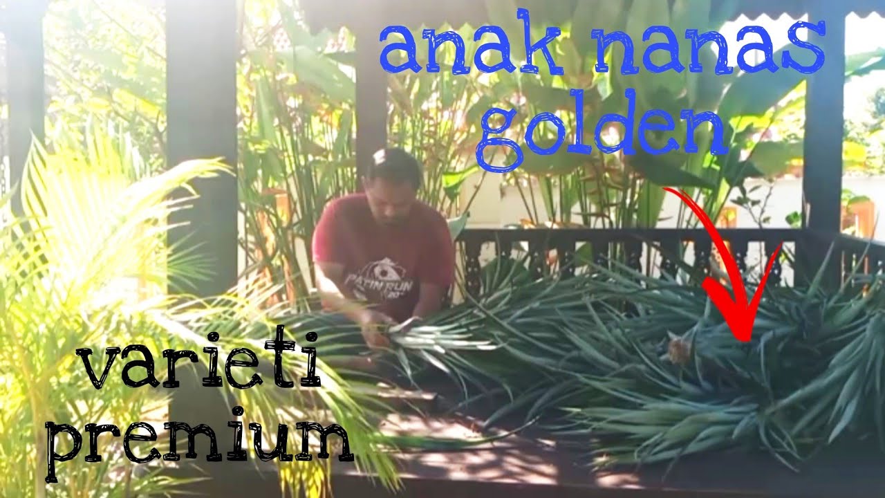 [Episod392] cara memproses sulur dan menanam nanas premium dalam pasu. varieti GOLDEN
