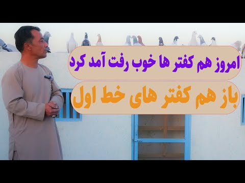 امروز هم کفتر ها خوب رفت آمد کرد باز هم کفتر های خط اول 0372 