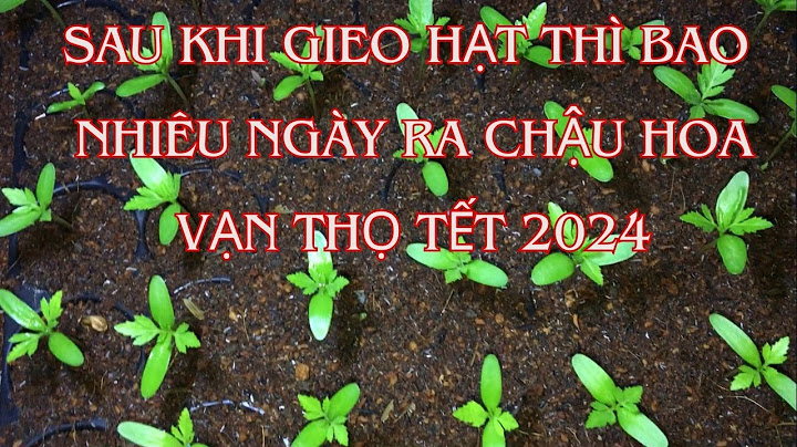 1 ha cây trẩu thu hoạch bao nhiêu kg hạt