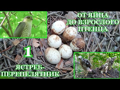 Видео: Къде е гнездо на ястреби?