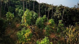 Guerilla grow 2026🪴😎🪴😎🪴
