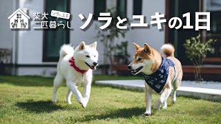 AI Shiba Inu Living Together｜A Day of Sora and Yuki - YouTube