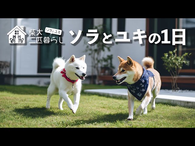 AI Shiba Inu Living Together｜A Day of Sora and Yuki - YouTube