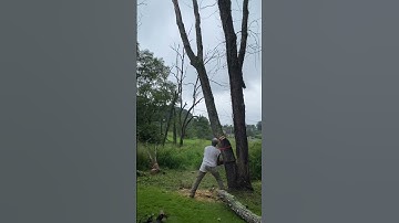 Two trees in one cut