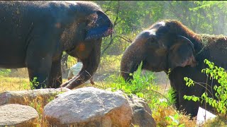 Elephant King Of The Kalahari  World Life Animal