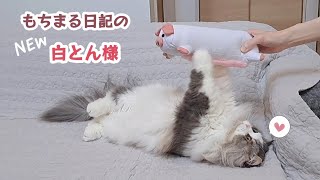 【マンチカン】猫たちにもちまる日記とん様をプレゼントしました