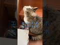 エッホエッホの歌#cat #ねこ好きさんと繋がりたい