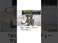 【ボケて】爆笑ボケてにアフレコしてみたwww【アフレコ】