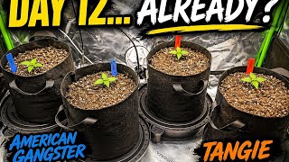 2x4 Indoor Update – Day 12 Progress (Everything Going Right) #Indoorplants 