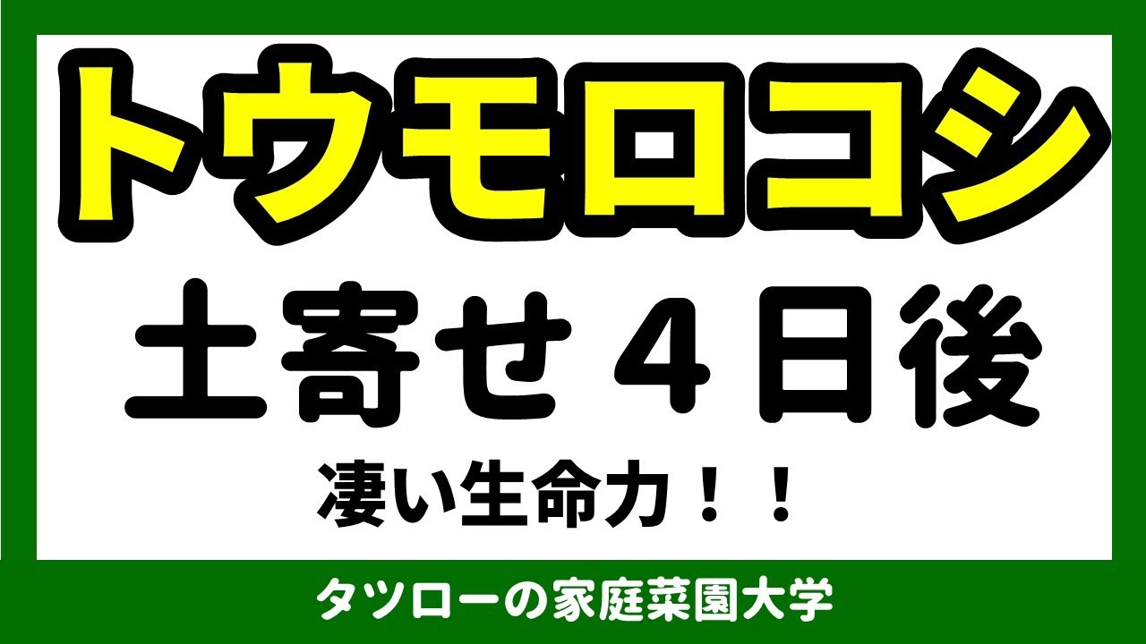 トウモロコシ 土寄せ４日後 新たな 枝根 が生えてきた 家庭菜園 Youtube