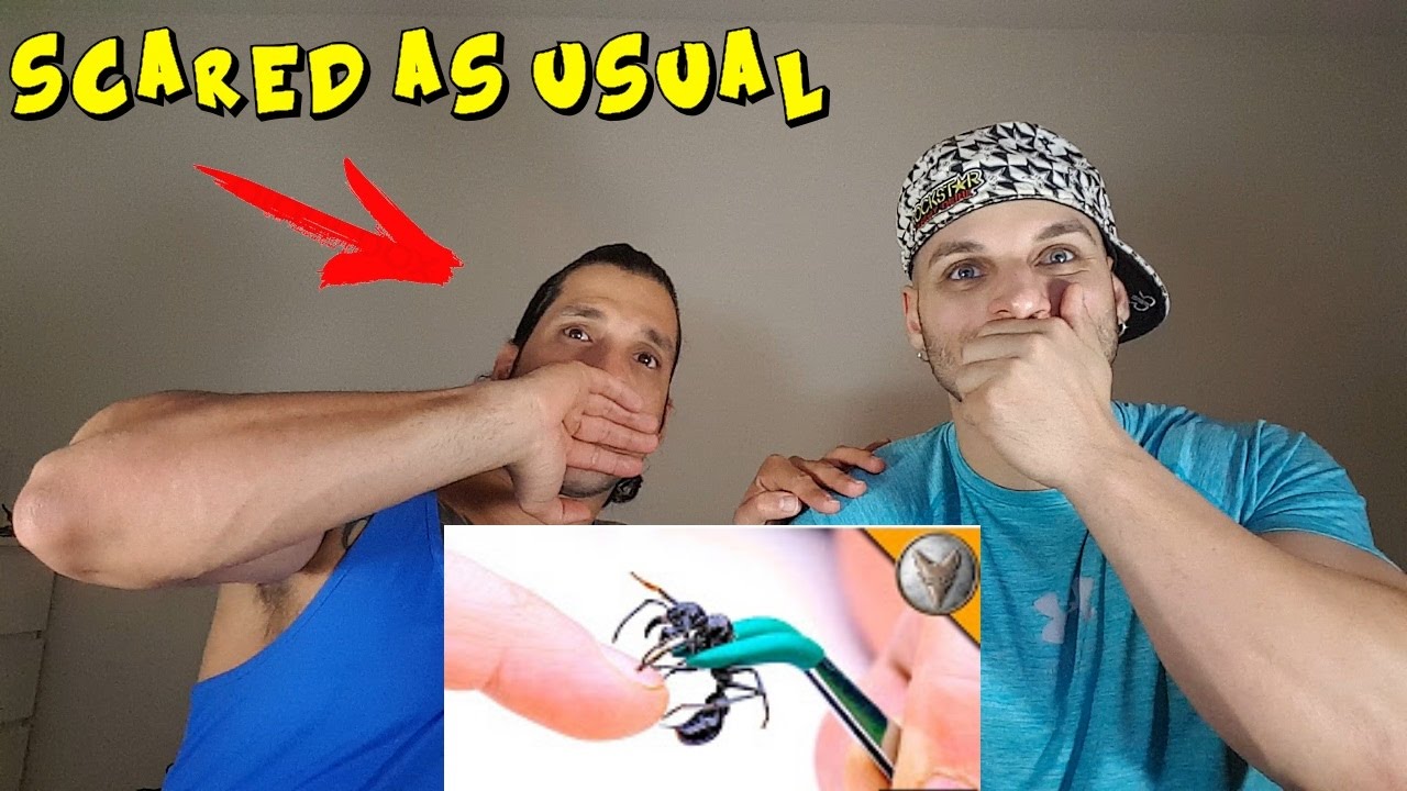 stung-by-a-bullet-ant-reaction-youtube