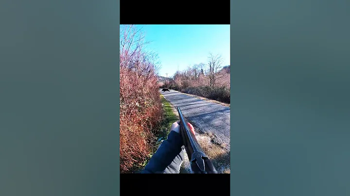 лучший снимок охоты на кабана на дороге #hunting #sanglier #chasse  #wildboar #cinghiale