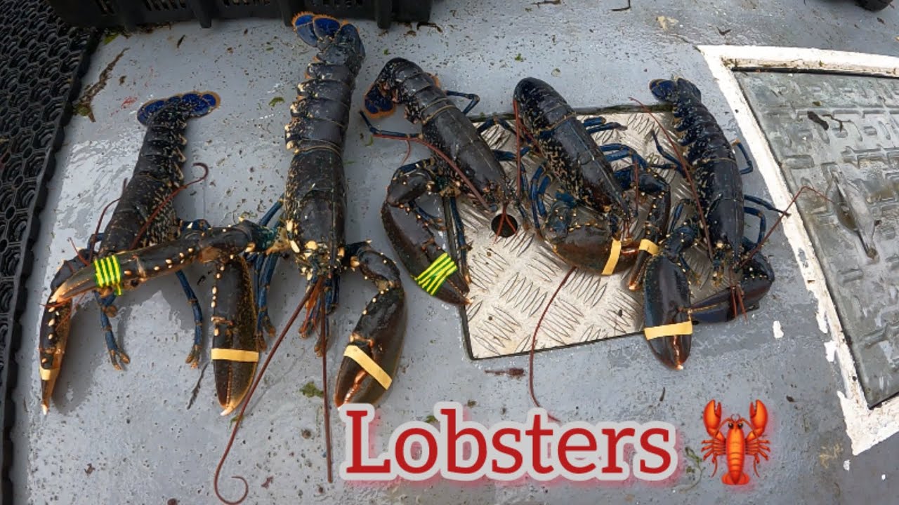 Lobster Fishing Inshore