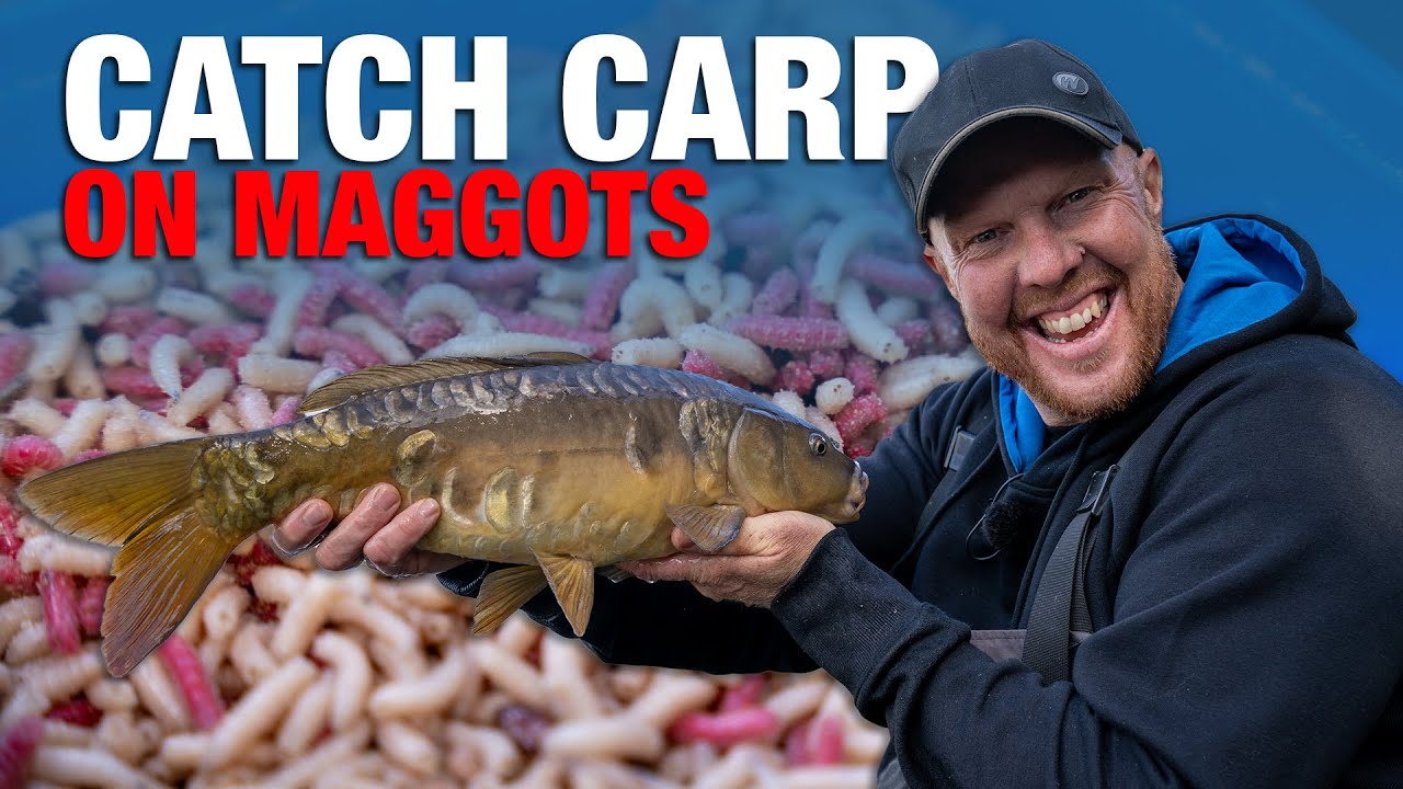 Catch Carp On Maggots  Basics Pole Fishing Guide 