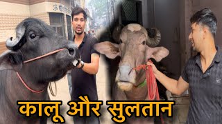 Aaj Sultan or kaalu ko le aaye aamne samne || @Bull.Rider-Vlogs