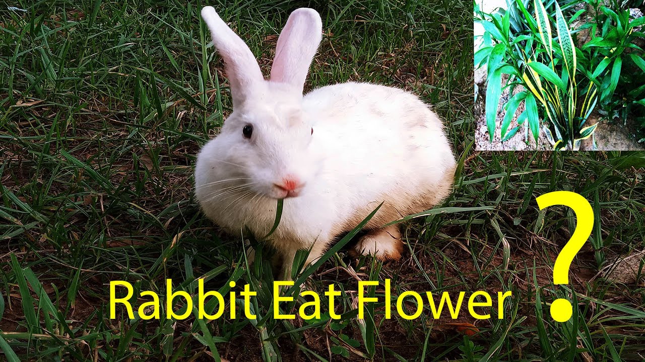 Baby And Mom Rabbit- Khargosh Kya Khata Hai | Rabbit Ki Best Foods ...