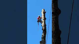🚧 Safety first, excellence always! #atlanta #treeservice #treeremoval #treetrimming #treework #tree