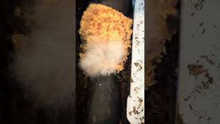 Mold in Ezequiel Bread inside Tray System Worm Farm in St Petersburg, Florida