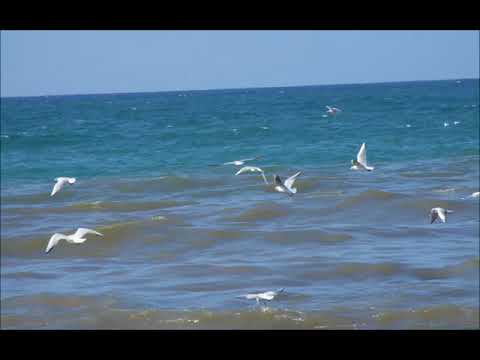 بيئة وطني فلسطين تنشئة صف ثالث