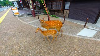 Nara walk - Tōdaiji - 4K