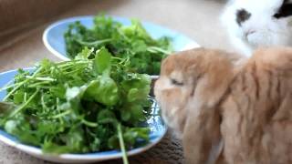 Bunny eating salad
