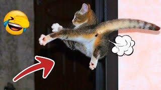 New Funny Animals 😅 Funniest Dogs And Cats Videos 2023🐶😺 # 17