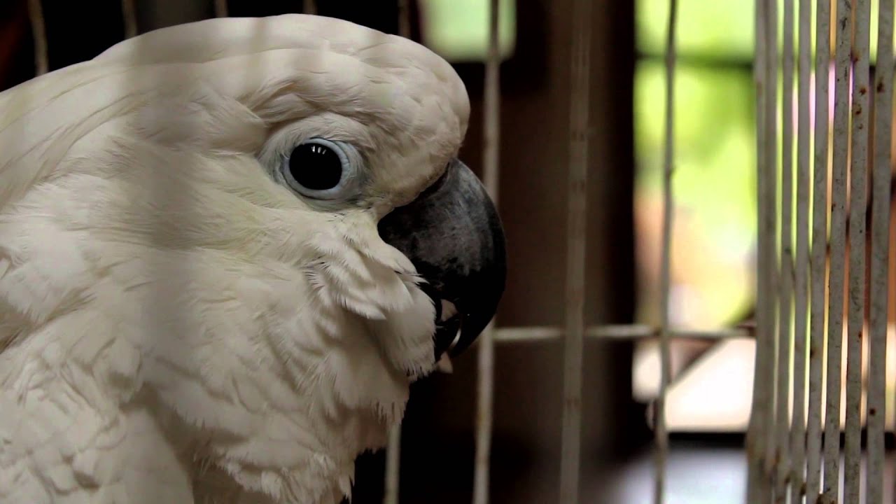 Cockatoo Rescue And Sanctuary