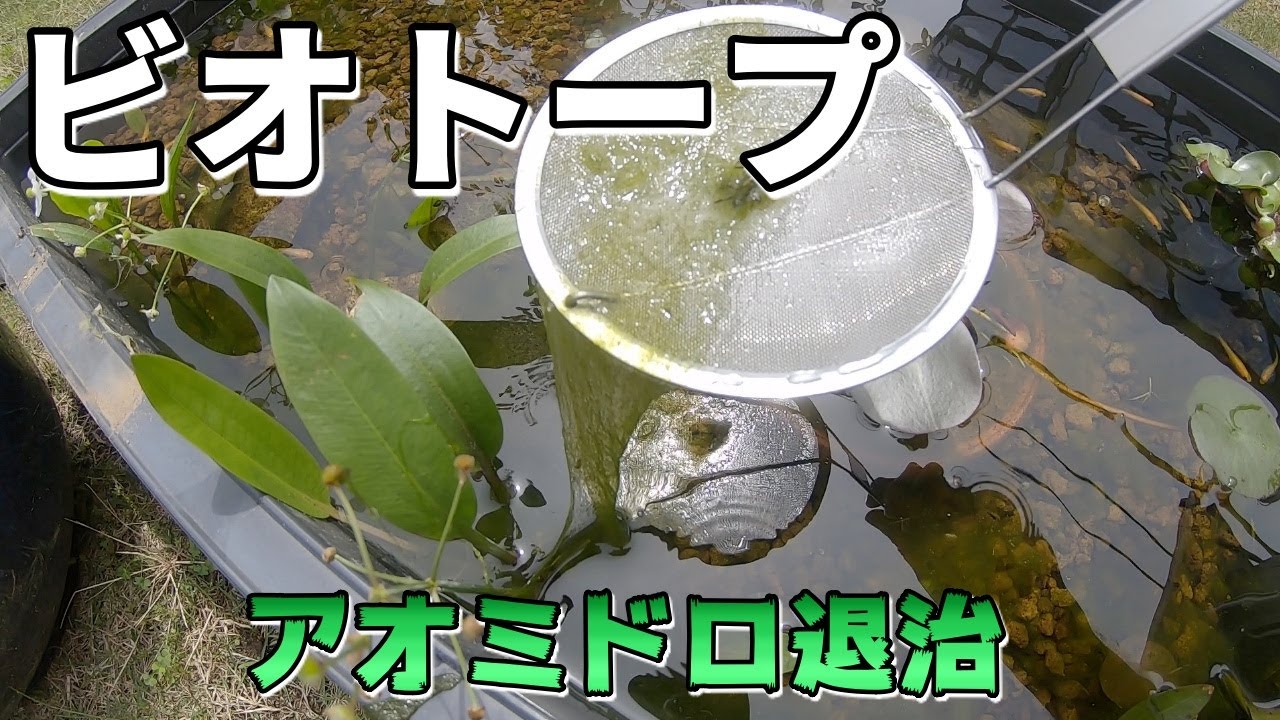 ビオトープのアオミドロ退治 増えすぎたアオミドロを除去する Youtube