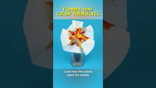 WOW! Paper Flowers that COLOR THEMSELVES | Easy Science Experiment #experiment #science