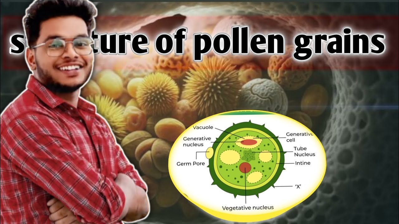 Structure of pollen grains. 