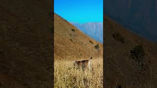 Wildlife of Uzbekistan. Chatkal Biosphere Reserve.
