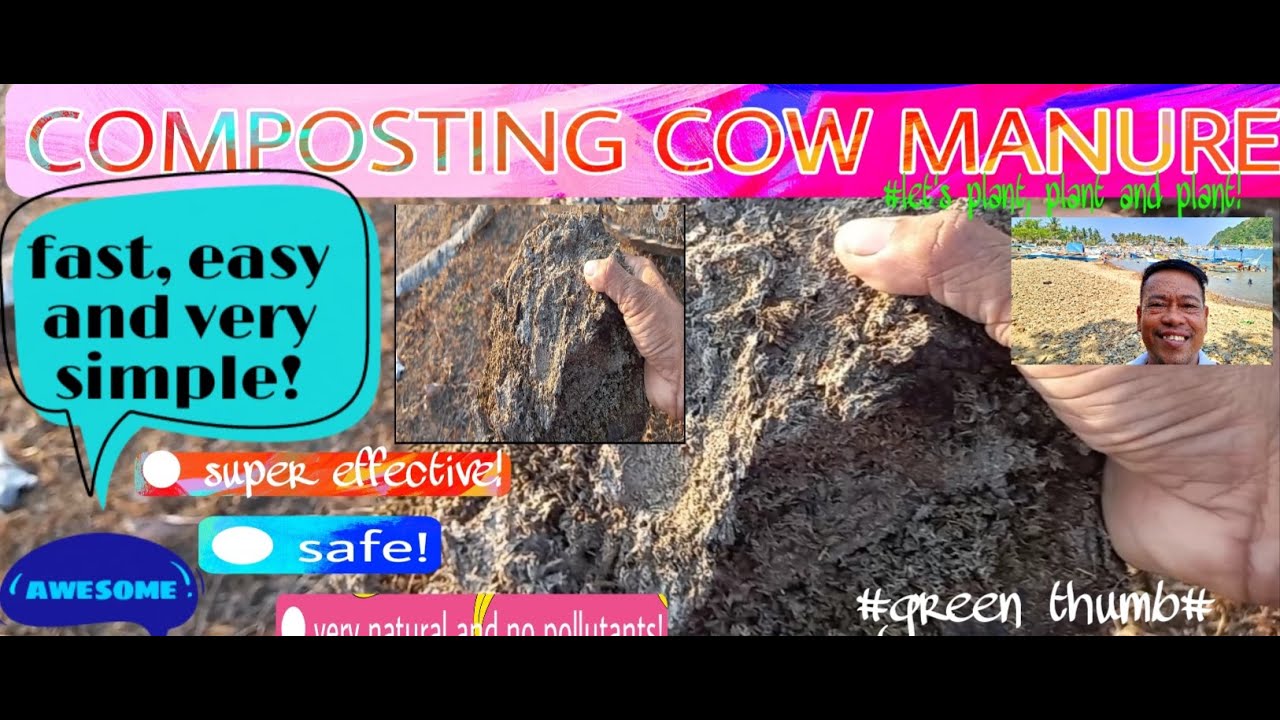 COMPOSTING COW MANURE(PAGBUBULOK) YouTube