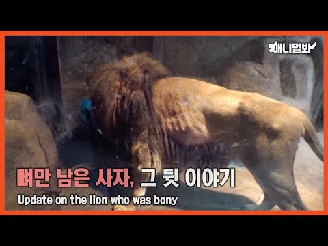 뼈만 남은 사자 바람이는 지금...ㅣUpdate On Bony Lion <strong>Baram</strong>...