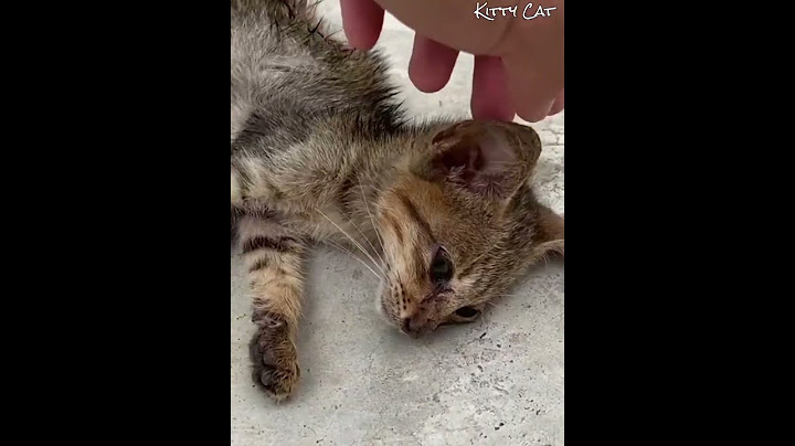 Bikin Sedih!! Anak Kucing Dikurung Manusia Tanpa Makan Dan Minum Berhari-hari 😭 #kucing #kucingoren