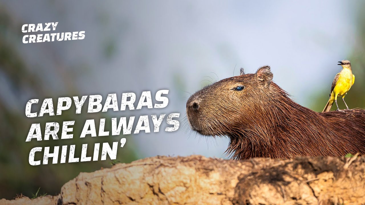 Capybaras, the Largest and ‘Chillest’ Rodents in the World Capybaras, the Largest and ‘Chillest’ Rodents in the World
