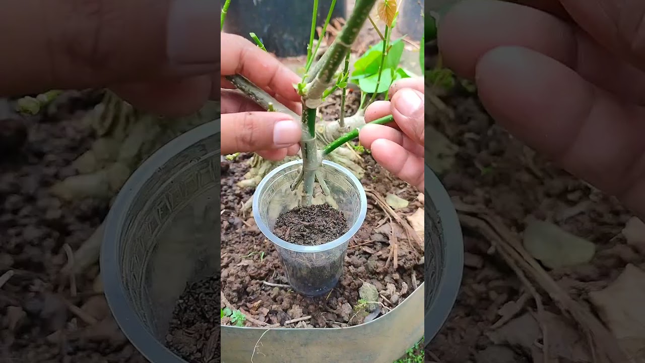 how to make bonsai 