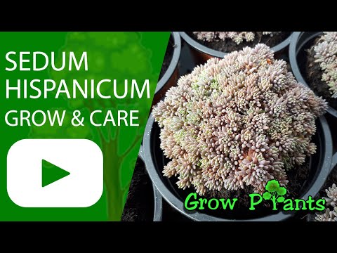 Sedum hispanicum - grow & care (Spanish stonecrop)