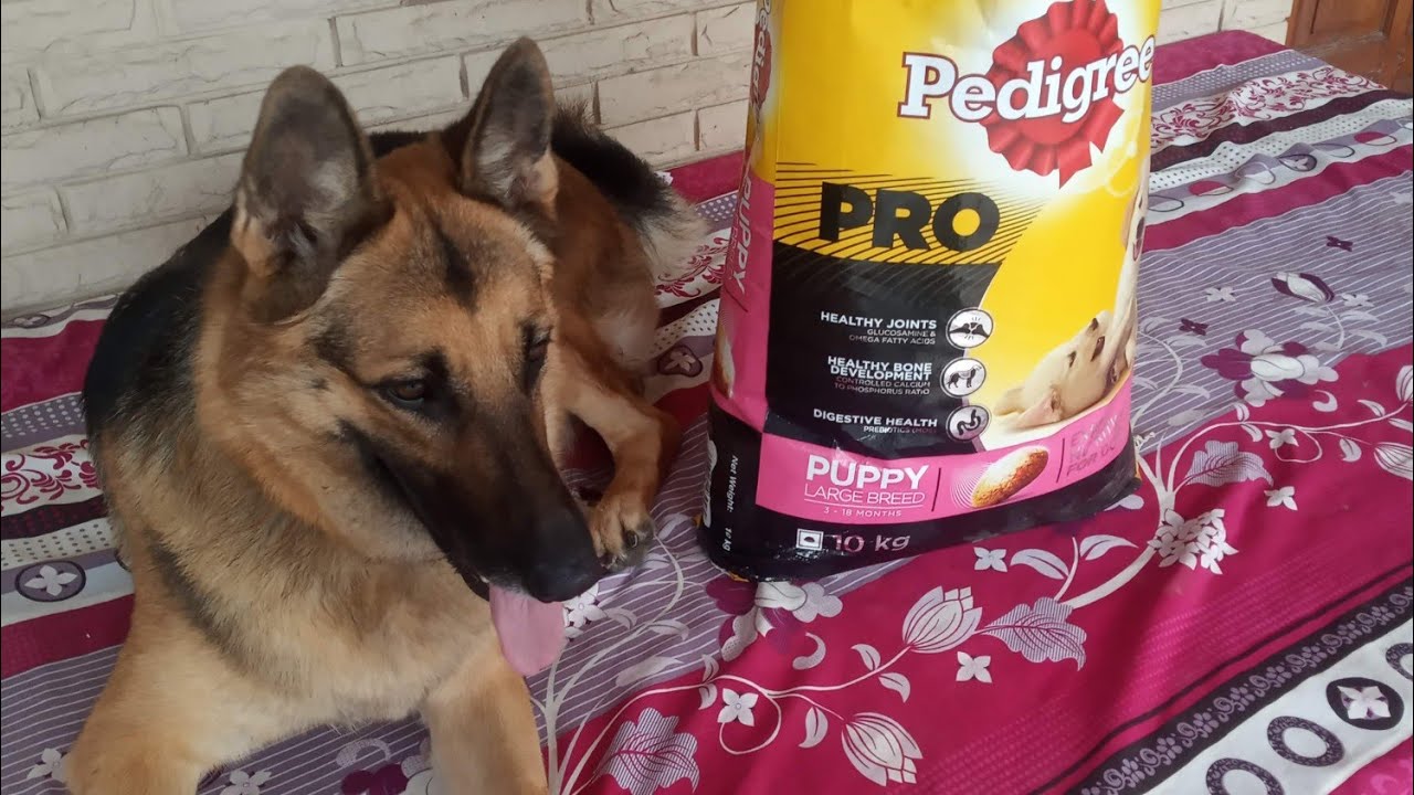 Best Budget Dog Food YouTube