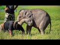 Adorable Baby Elephant playing around with Wildlife officers