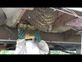 Monster beehive being removed and then installed into my home made Layens hive.