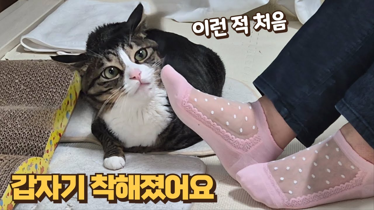 큰언니 공경해야 되는 이유를 알려줬더니 말귀 알아들은 보름이의 놀라운 행동!